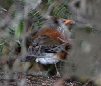 ROBIN, RUFOUS-BACKED (11-6-11) (patagonia lake state park, scc, az -01