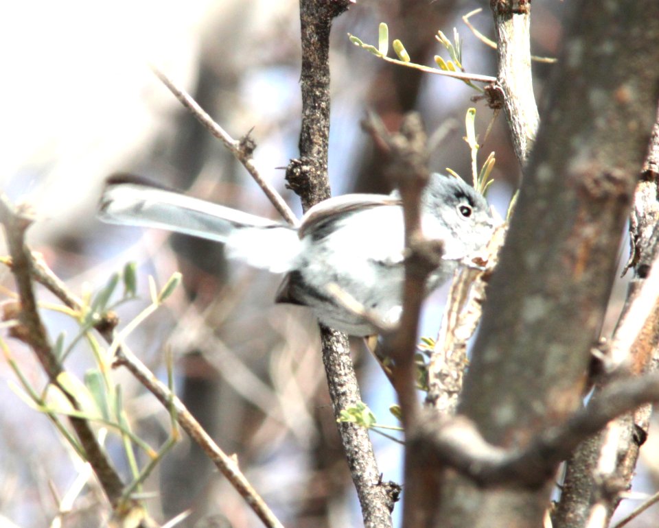 GNATCATCHER, BLACK-CAPPED (2-16-12) patagonia lake, scc, az -02