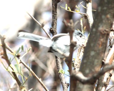 GNATCATCHER, BLACK-CAPPED (2-16-12) patagonia lake, scc, az -02