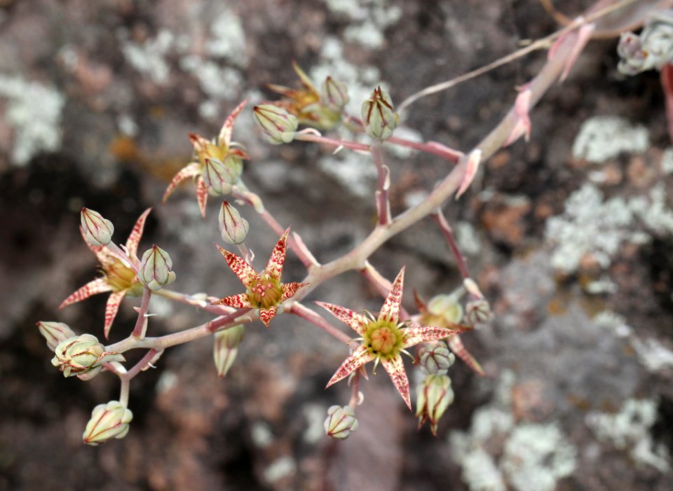 STONECROP. BARTRAM'S (Graptopetalum bartrami) in side cyn of alamo cyn, off Ruby Rd, scc, az - (10-15-12) -01