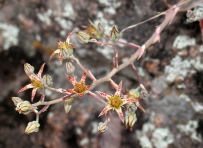 STONECROP. BARTRAM'S (Graptopetalum bartrami) in side cyn of alamo cyn, off Ruby Rd, scc, az - (10-15-12) -01