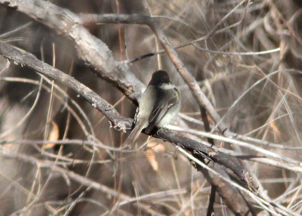 PHOEBE, EASTERN (2-4-12) patagonia lake , scc, az -01
