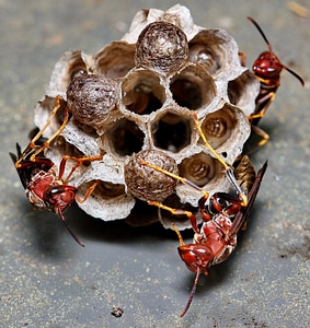 Macro hive larvae photo