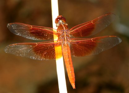 SKIMMER, FLAME (Libellula saturata) (7-21-12) harshaw road, patagonia mts, scc, az -01