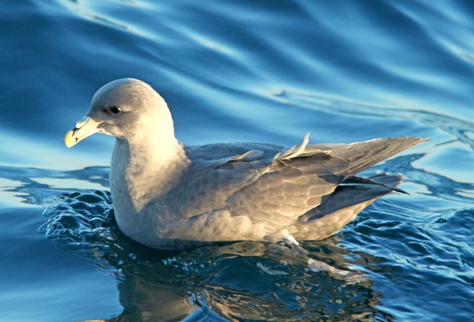 111 - NORTHERN FULMAR (11-15-09 santa barbara co, ca (9)