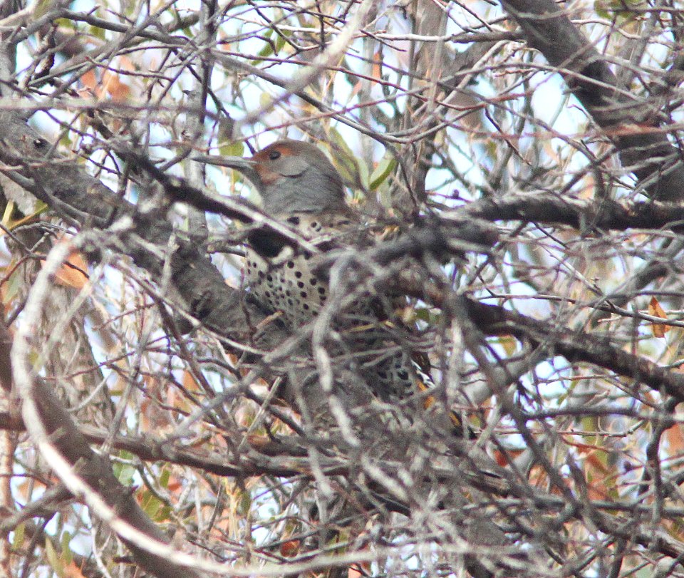 FLICKER, NORTHEN (red & yellow-shafted intergrade) (12-4-11) pena blanca lake, scc, az -01