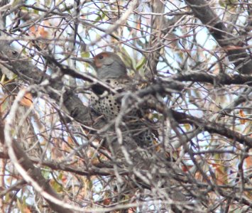 FLICKER, NORTHEN (red & yellow-shafted intergrade) (12-4-11) pena blanca lake, scc, az -01
