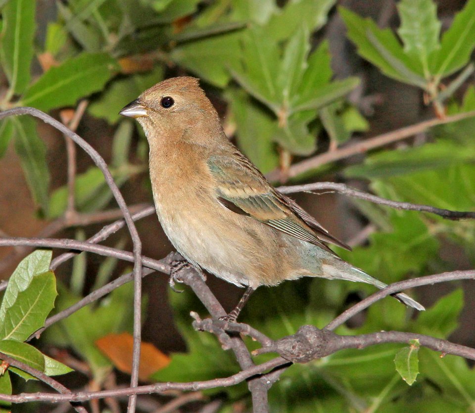 LAZULI BUNTING (4-26-13) sunny flats cg, cave creek, cochise co, az