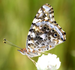 LADY, PAINTED (Vanessa Cardui) (9-6-12) pena blanca lake, scc, az -01 photo