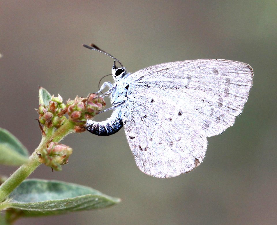 SPRING AZURE (Celastrina ladon) (8-30-12) 5800ft, near seneca, gila co, az -04