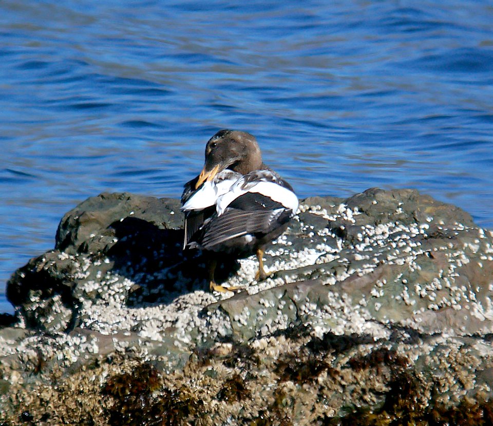 050 - COMMON EIDER (9-06) attu, ak (1)