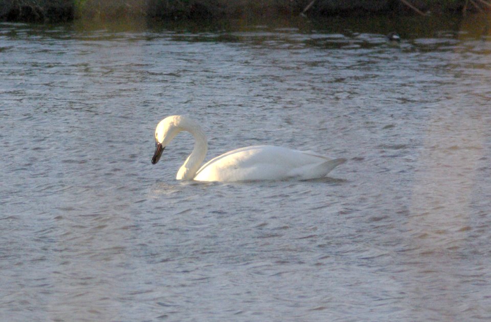 020 - TUNDRA SWAN (1-26-08) adult, san simeon st pk evap pond, sloco, ca (2)