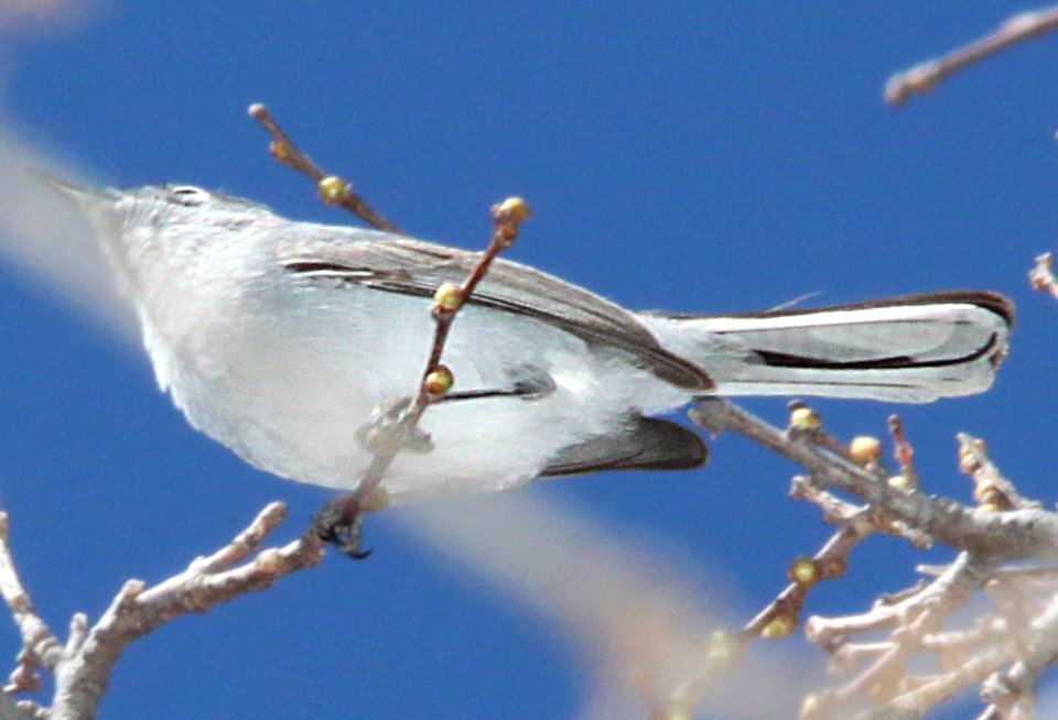 GNATCATCHER, BLUE-GRAY (3-23-12) patagonia lake east end, scc, az -11