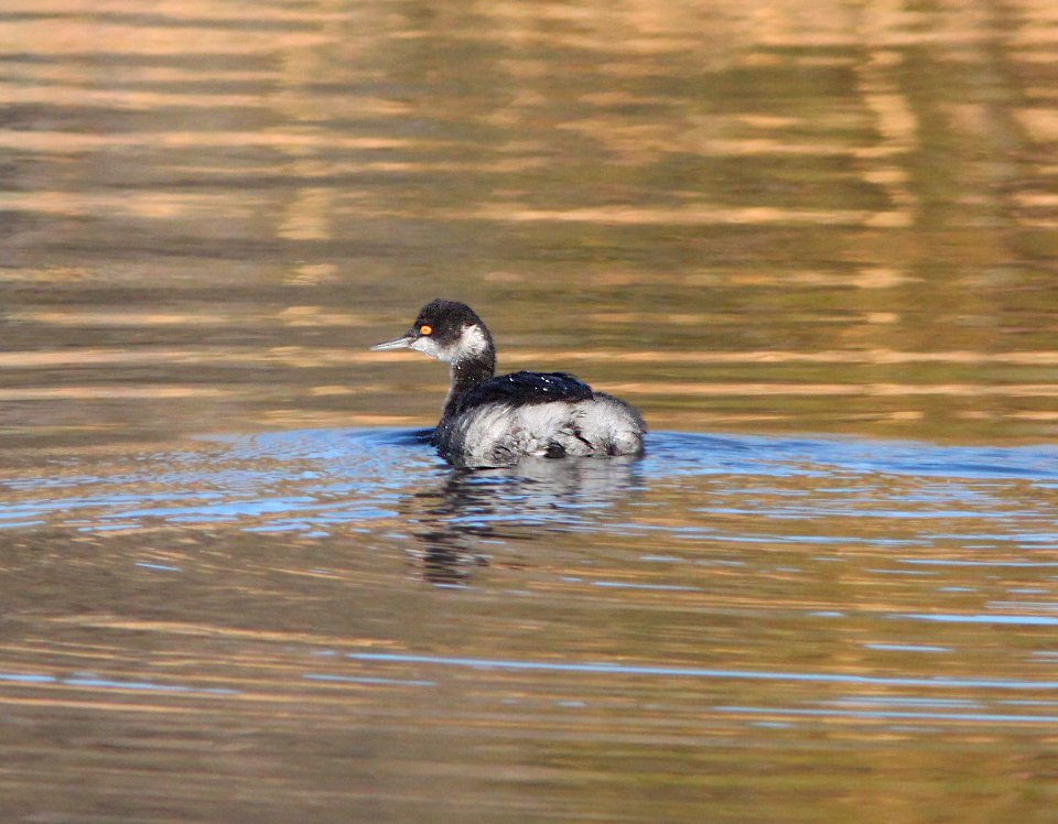 GREBE, EARED (11-26-11) patagonia lake, scc, az -01