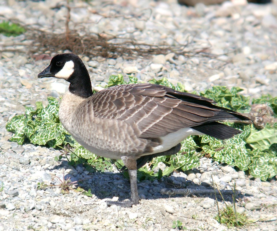 016 - CACKLING GOOSE (10-31-06) sloco, ca