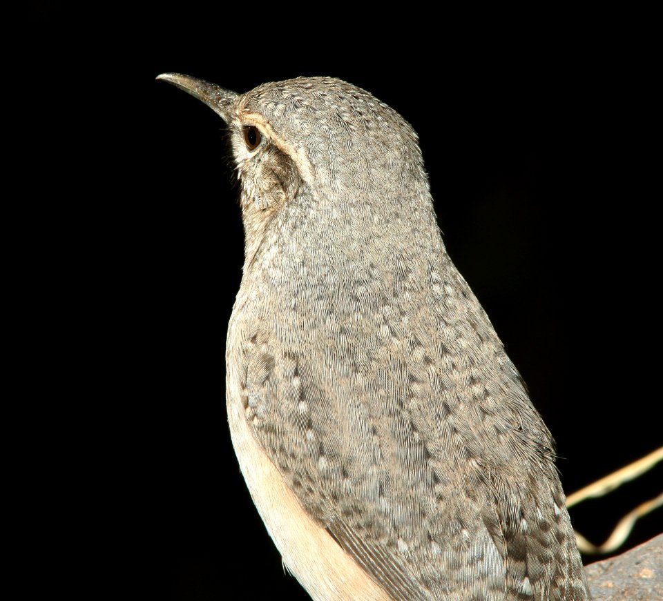 WREN, ROCK (11-8-11) 78 circulo montana, patagonia lake ranch estates, scc, az -08