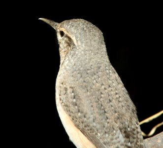 WREN, ROCK (11-8-11) 78 circulo montana, patagonia lake ranch estates, scc, az -08