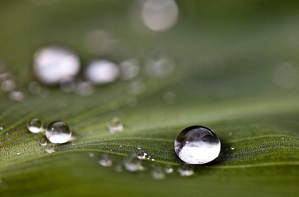 Rain drops nature after the rain