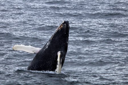 Humpback breaching