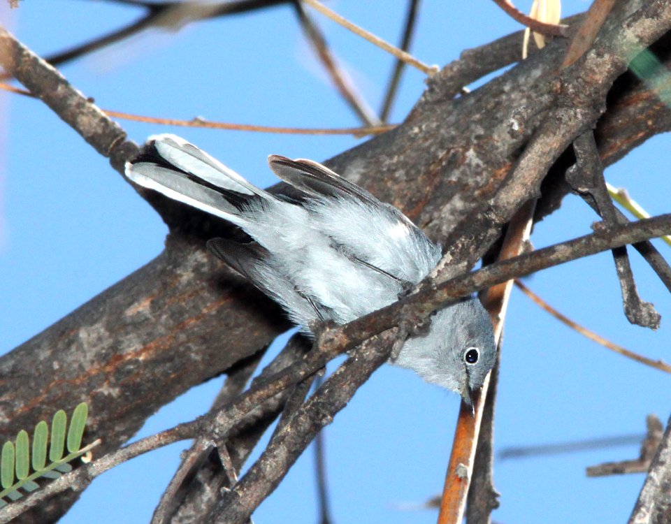 GNATCATCHER, BLUE-GRAY (2-18-12) patagonia lake, scc, az -01