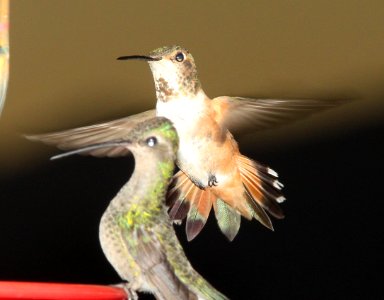 HUMMINGBIRD, ALLEN'S (7-13-11) 78 circulo montana, patagonia lake ranch estates, scc, az -01