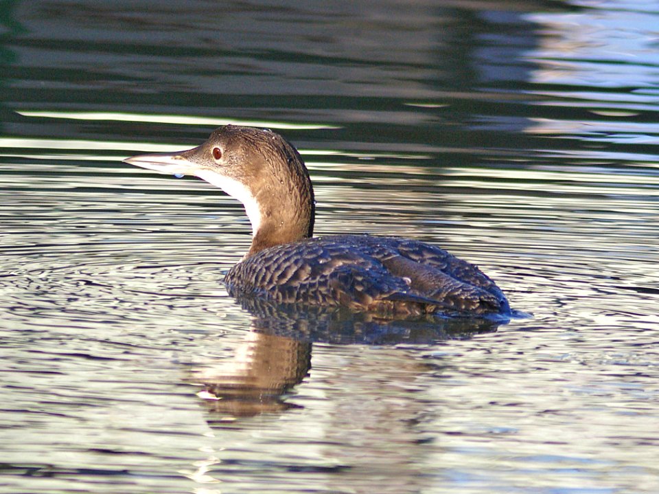 093 - COMMON LOON (11-21-07) morro bay, sloco, ca (1)