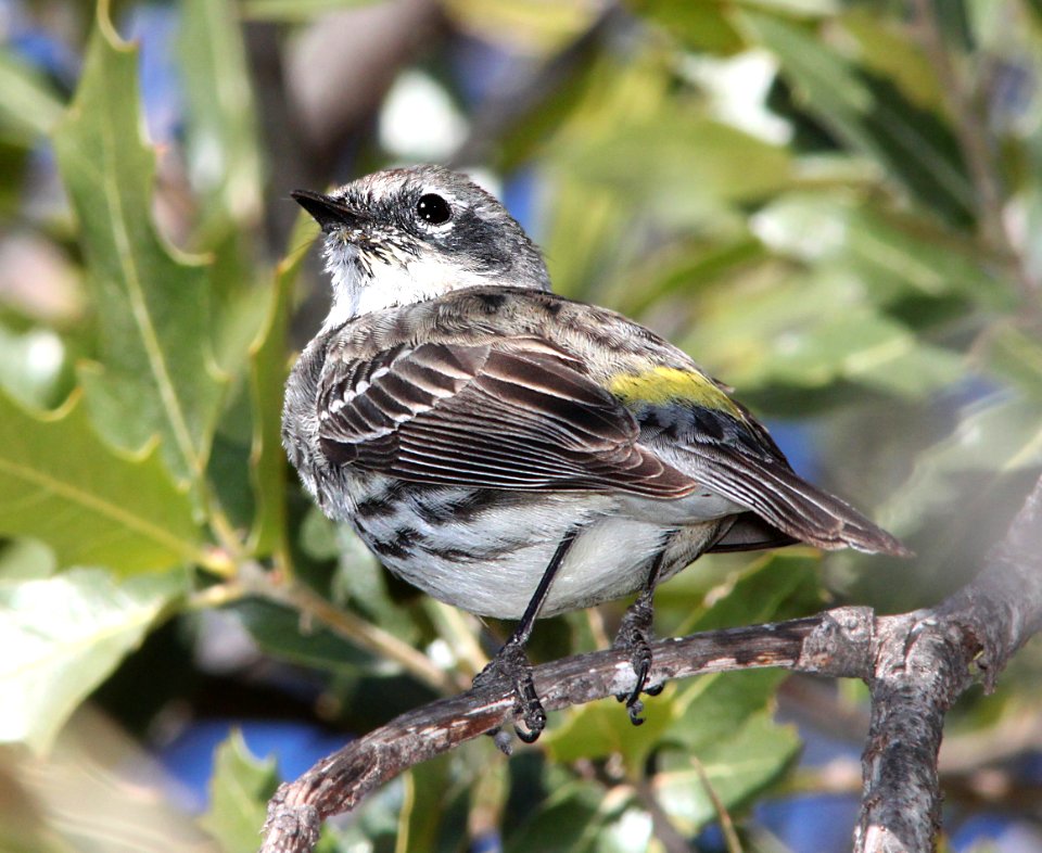 835 - MYRLTLE WARBLER (3-22-12) myrtle, pena blanca lake, scc, az -02