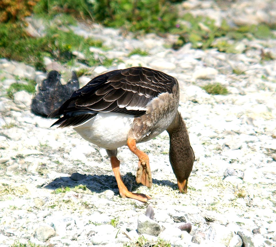 008 - GREATER WHITE-FRONTED GOOSE (10-31-06) juv, north coast, sloco, ca (3)