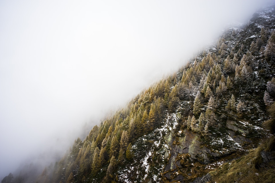 Foggy snow wilderness