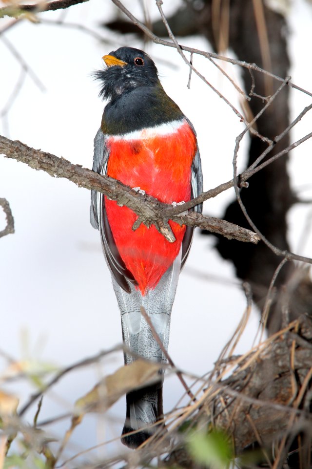 514 - ELEGANT TROGON (5-11-13) temporal gulch, snta cruz co, az -01
