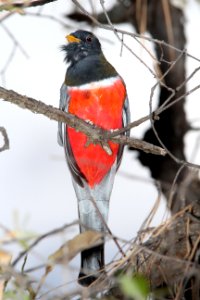 514 - ELEGANT TROGON (5-11-13) temporal gulch, snta cruz co, az -01