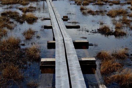 Hirvisuo bog