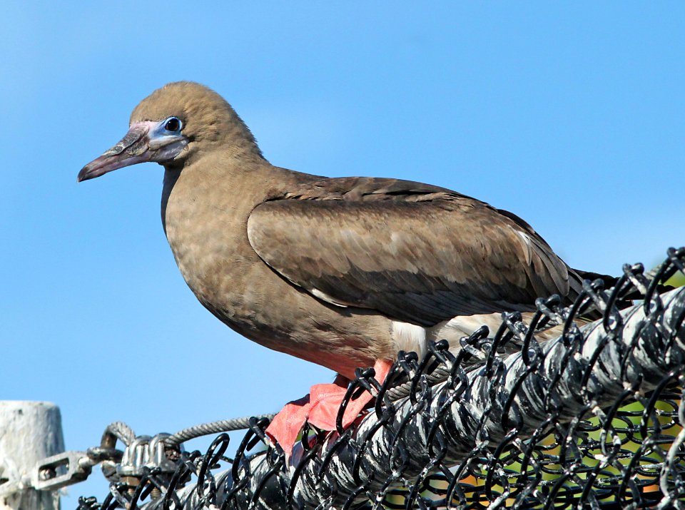 166 - RED-FOOTED BOOBY (1-20-10) 79th street, miami, fla  (1)