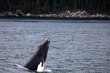 Humpback breaching