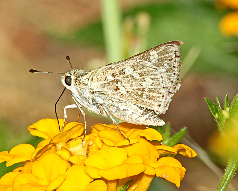 SKIPPER, CARUS (Polites carus) (7-22-11) 78 circulo montana, patagonia lake ranch estates, scc, az -01