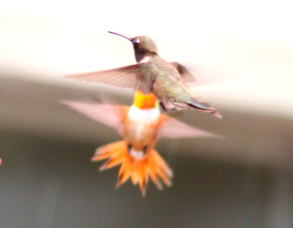 HUMMINGBIRD, ALLEN'S (7-11-11) paton's, patagonia, scc, az -05
