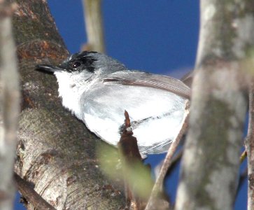 GNATCATCHER, BLACK-CAPPED (4-11-12) patagonia lake, scc, az -02