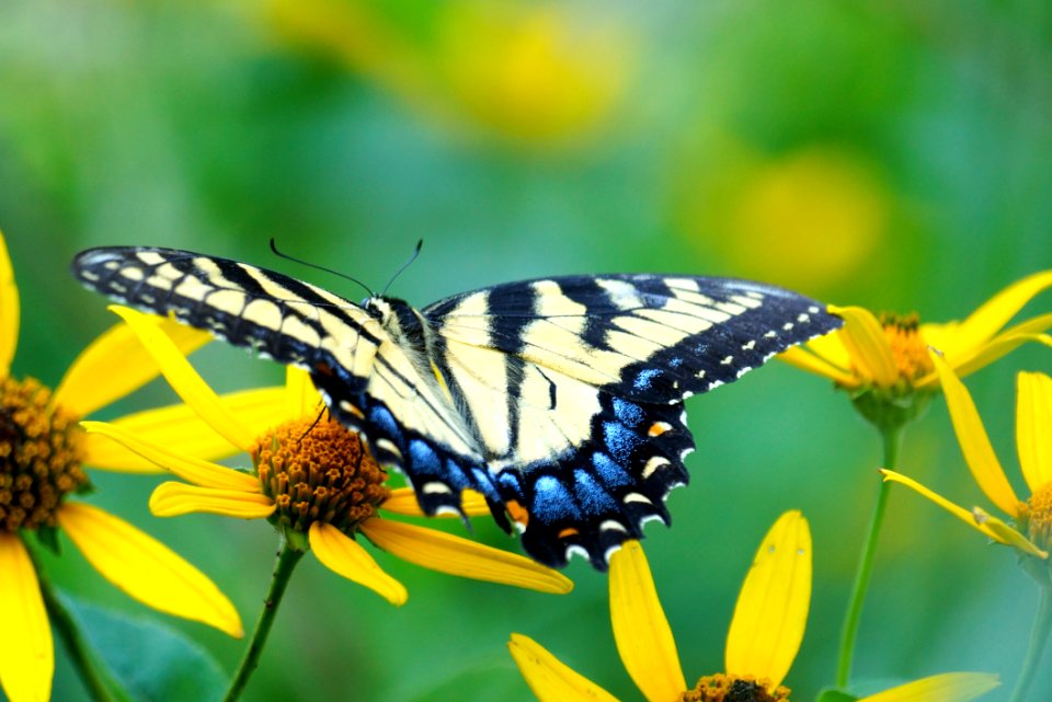 Swallow Tail Butterfly in a field of daisies