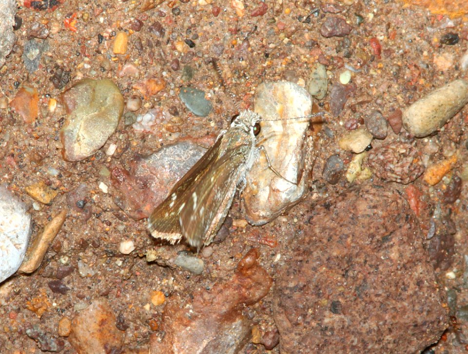 ROADSIDE-SKIPPER, ELISSA (Amblyscirtes elissa) (7-30-11) harshaw road cliffs, scc, az - 01