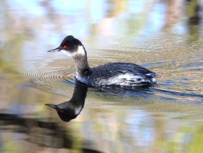 099 - EARED GREBE (3-22-12) pena blanca lake, scc, az (3) photo