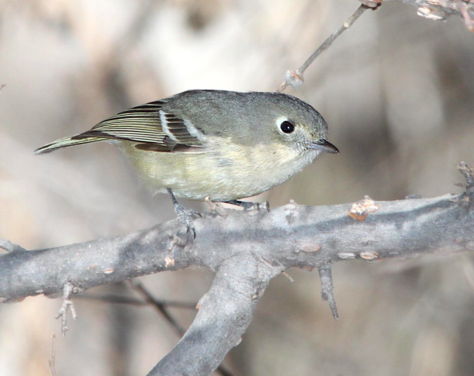 VIREO, HUTTON'S (2-13-12) s of clark's crossing, carmen, scc, az -01