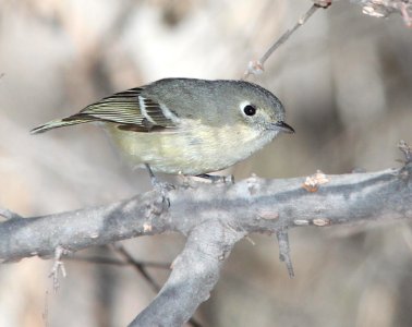 VIREO, HUTTON'S (2-13-12) s of clark's crossing, carmen, scc, az -01