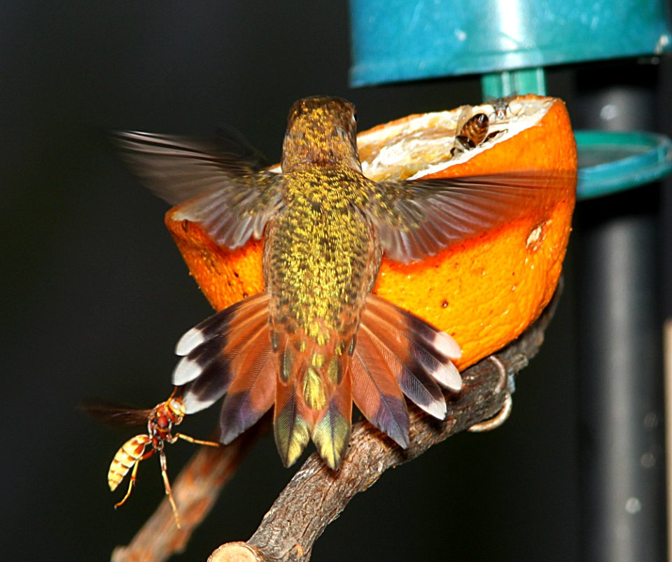 HUMMINGBIRD, RUFOUS (7-24-11) 78 circulo montana, patagonia lake ranch estates, scc, az - 07
