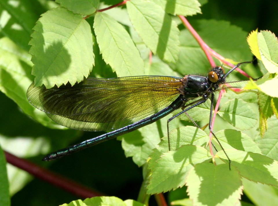JEWELWING, RIVER (Calopteryx aequablis) (6-14-12) umpqua river, 30 miles east of reedsport, or -01