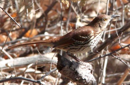 THRASHER, BROWN (1-31-12) de anza trail, carmen, scc, az -01b