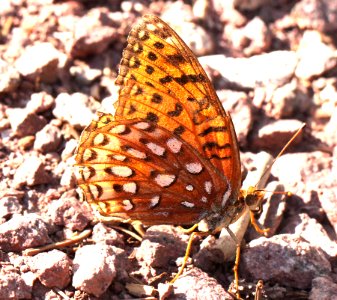 FRITILLARY, WHITE MOUNTAIN APHRODITE (Speyeria ahrodite hyblis (8-11-12) hannigan meadows, white mountains, az - (4)