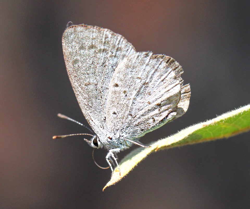 SPRING AZURE (Celastrina ladon) (8-30-12) 5800ft, near seneca, gila co, az -02
