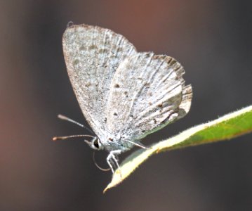 SPRING AZURE (Celastrina ladon) (8-30-12) 5800ft, near seneca, gila co, az -02