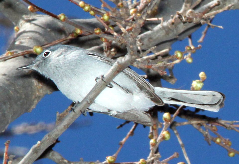 GNATCATCHER, BLUE-GRAY (3-23-12) patagonia lake east end, scc, az -02