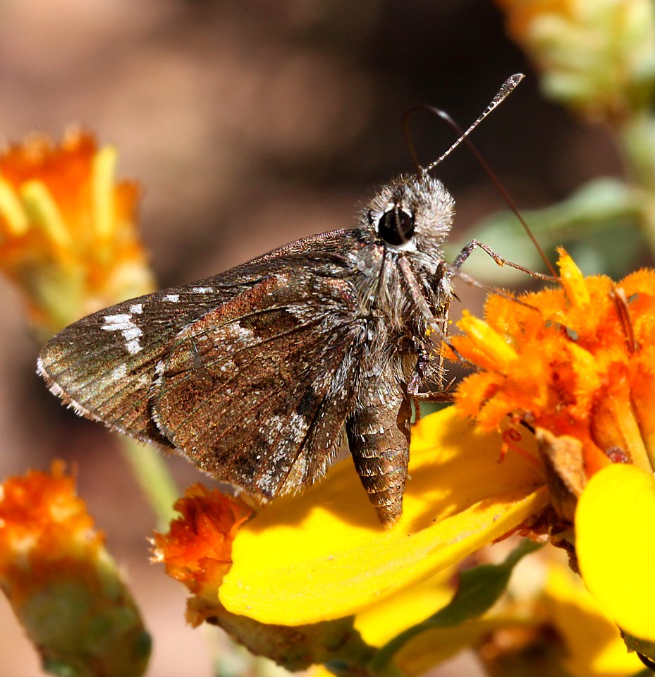 ROADSIDE-SKIPPER, NYSA (Amblyscirtes nysa) (8-2-12) san rafael grassland, scc, az -01